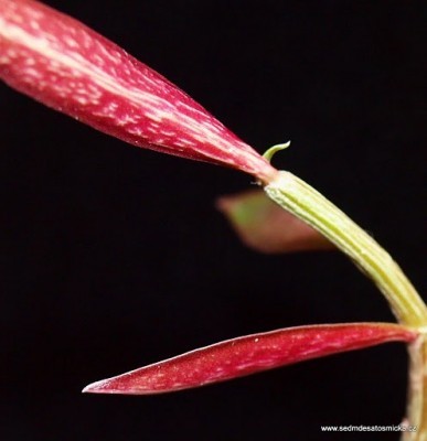 Monadenium rubellum (P.R.O.Bally) S.Carter